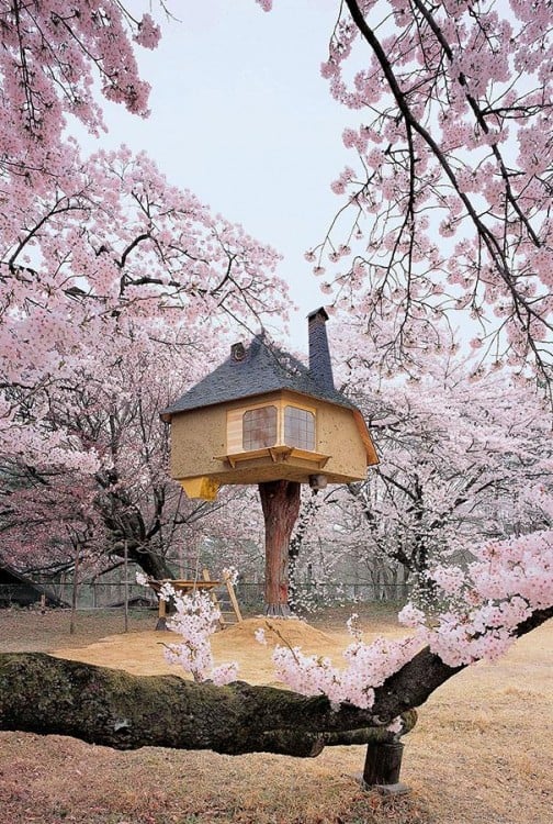 Casa magica del te en japon