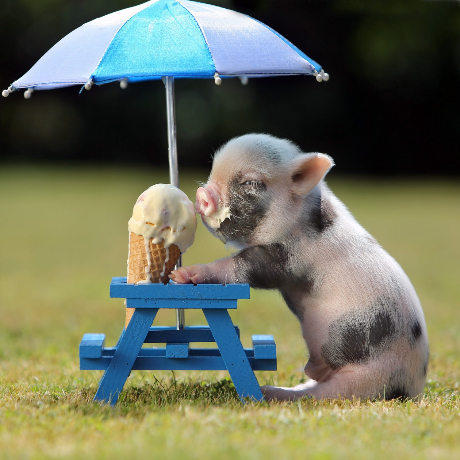 25 Fotos De Animales Bebes Que Te Haran Morir De Ternura 25 Fotos De Animales Bebes Que Te Haran Morir De Ternura