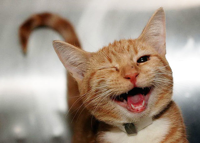 29 Fotos de animales mas felices que te contagiaran una sonrisa