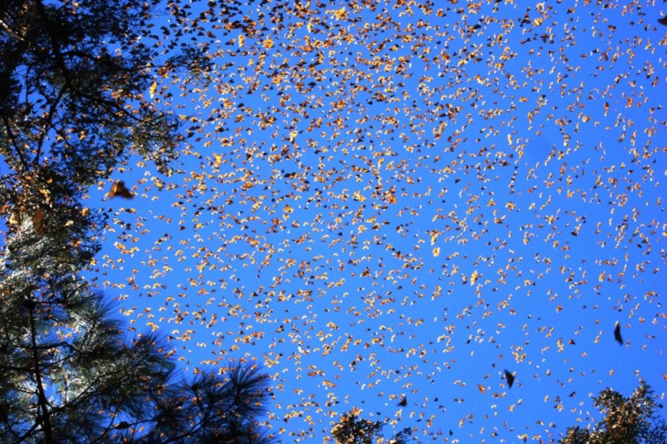 migración de mariposas