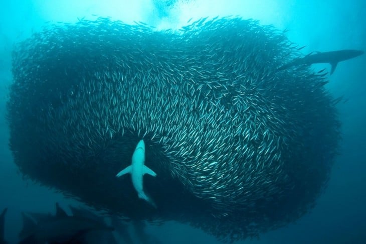 sardinas y tiburón