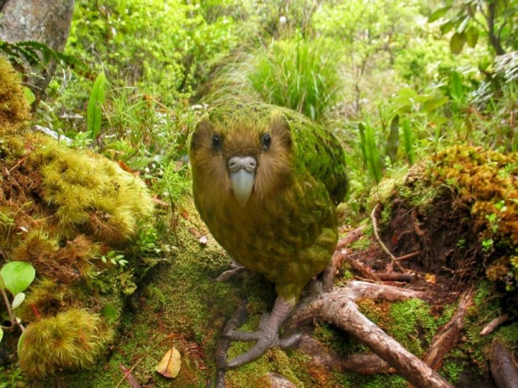 perico kakapo