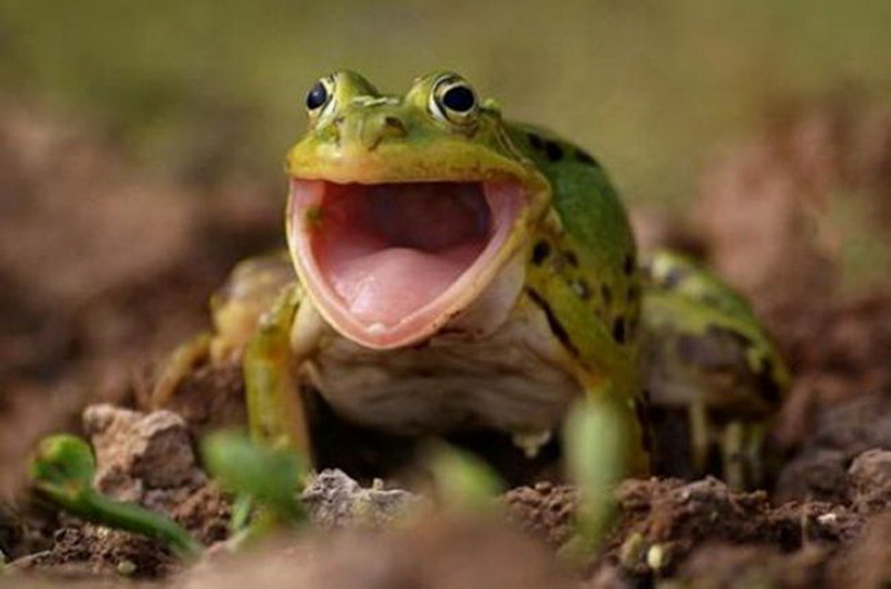 Animales que tienen cara de que quedaron sorprendidos