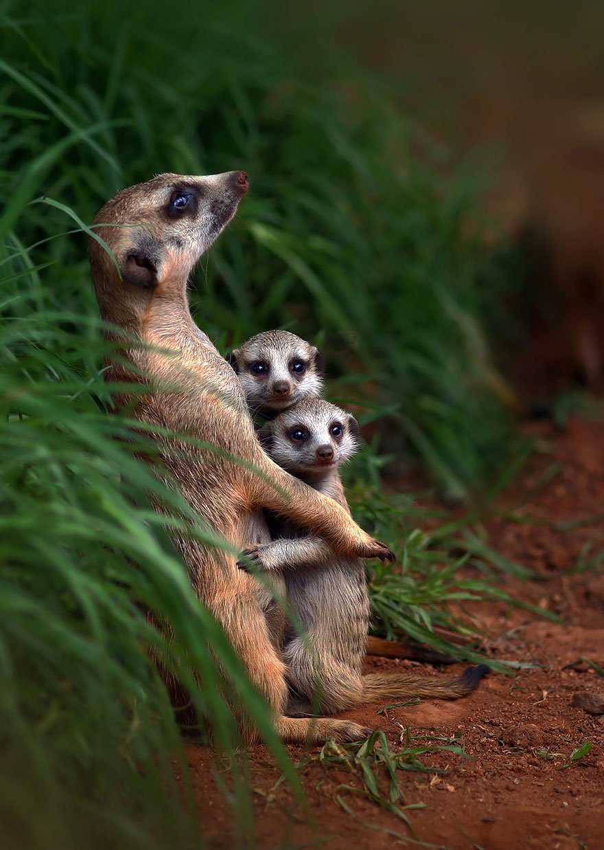 Fotos familiares de animales que son dignas de un retrato