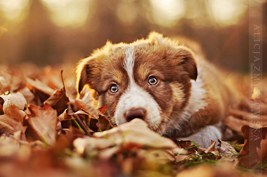 Bella sesión de fotos con perros como modelos