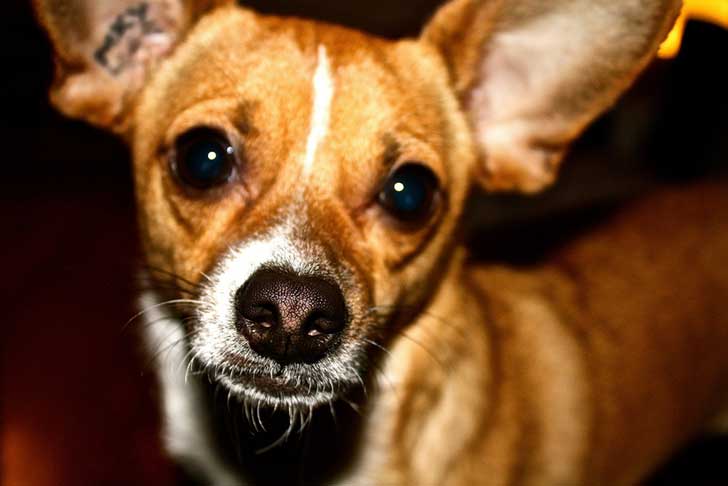 perro de raza chihuahua combinado con fox terrier