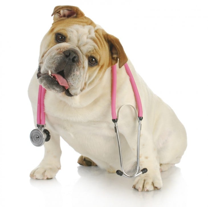 perro bulldog con un estetoscopio medico