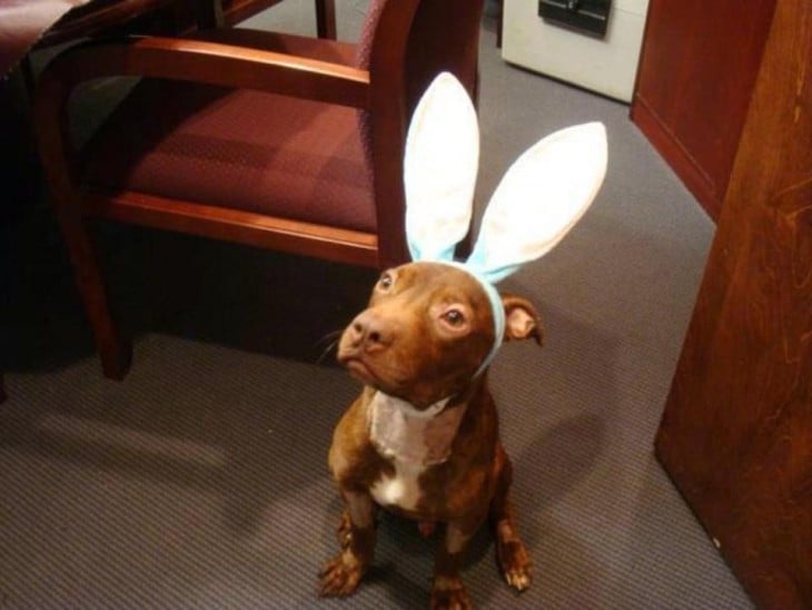 perros orejas de conejo