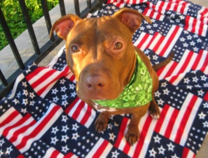 perro con bandera americana
