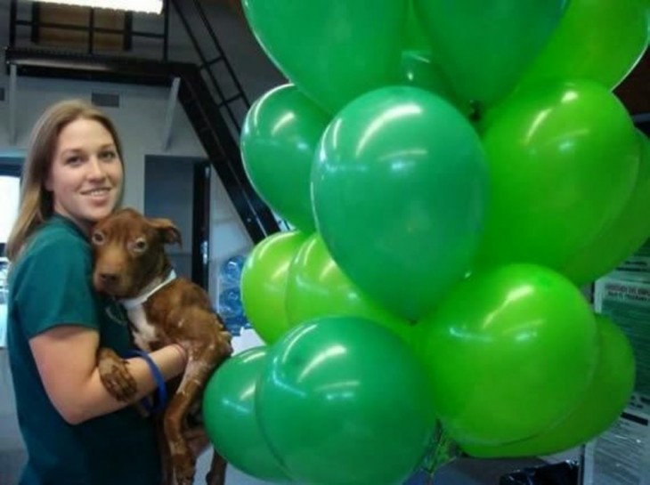 perro con globos verdes