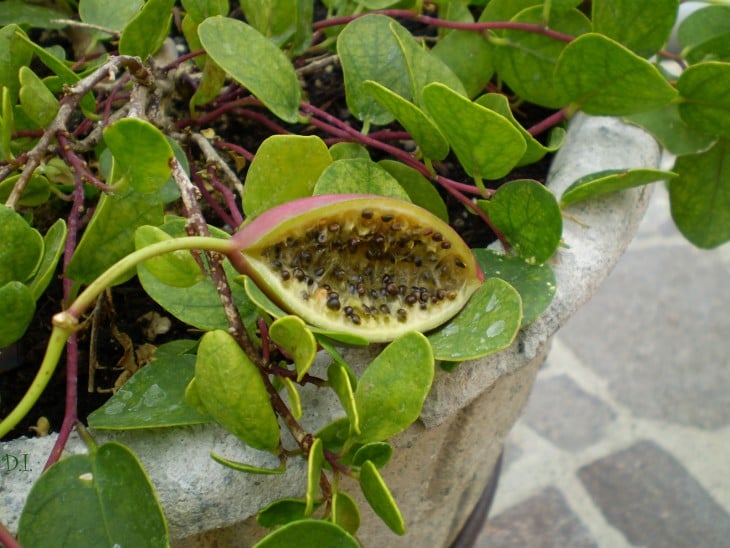 fruto con semillas de Alcaparras