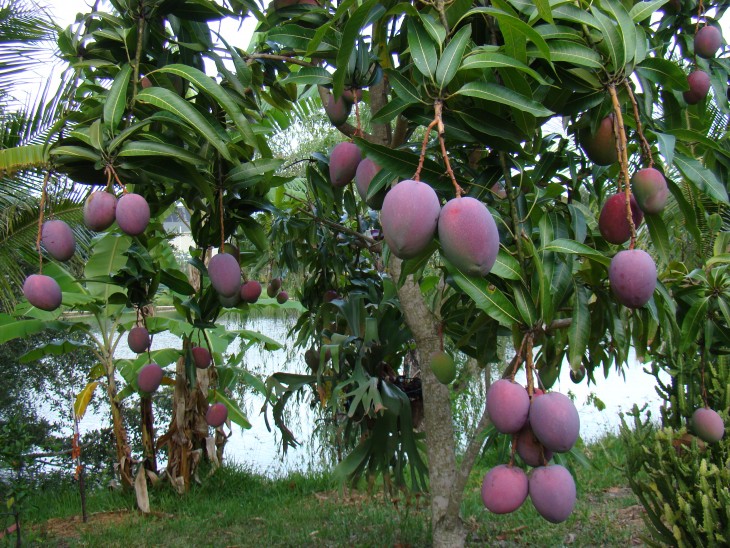 Planta de mangos