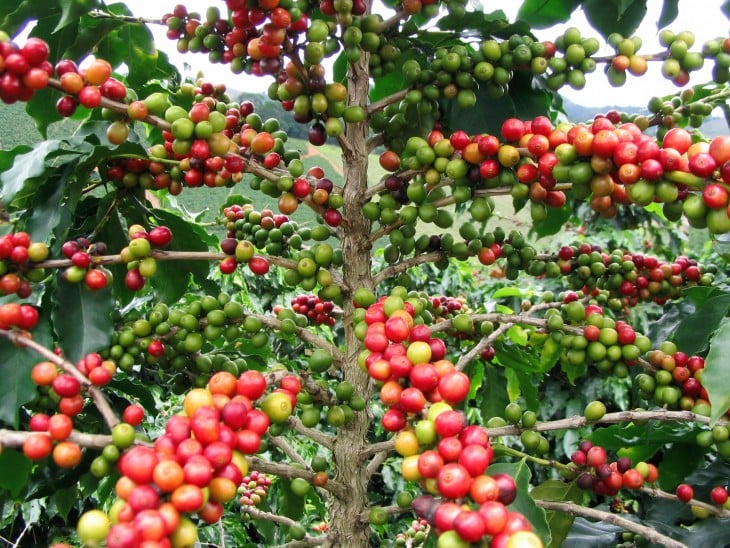 fruto de granos de Café