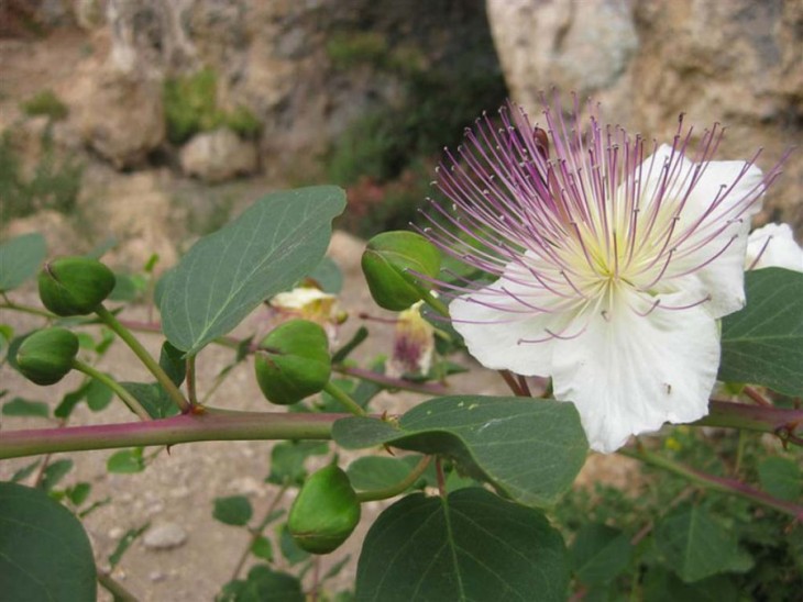 planta en flor de Alcaparras