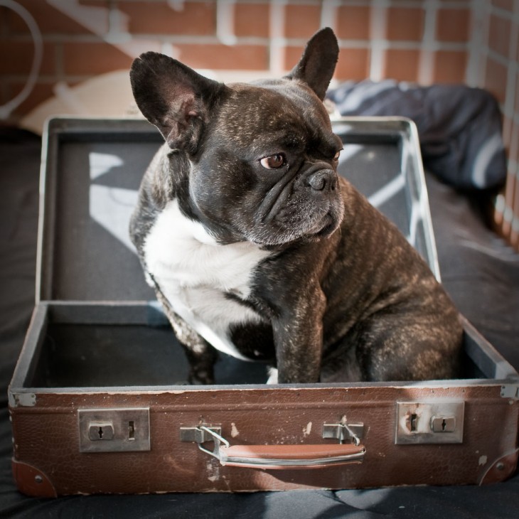 Perro Bulldog Francés en una maleta 