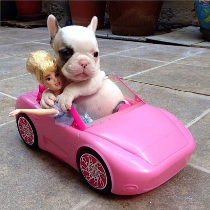 Perrito en carro de barbie 