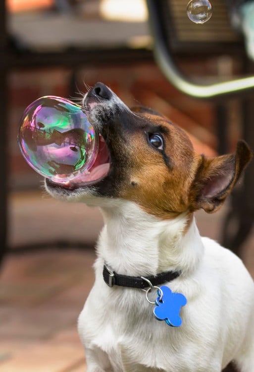perro mordiendo una burbuja de jabón 