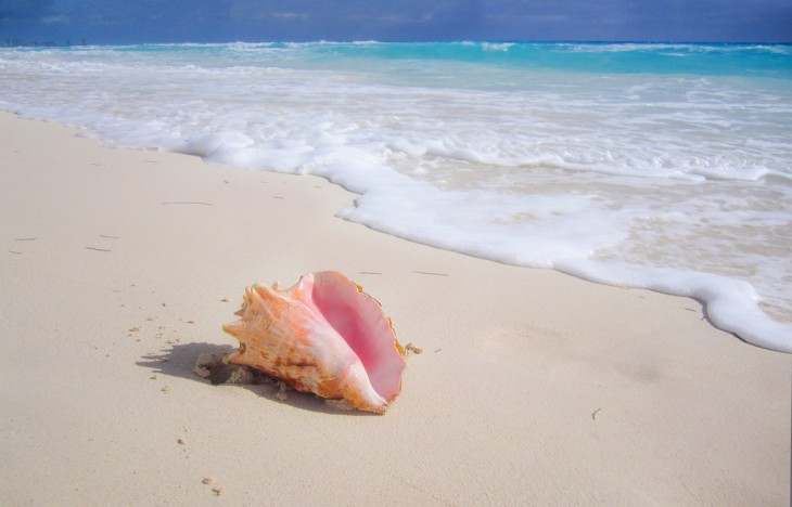 Concha en una playa de Cancún Quintana Roo, México