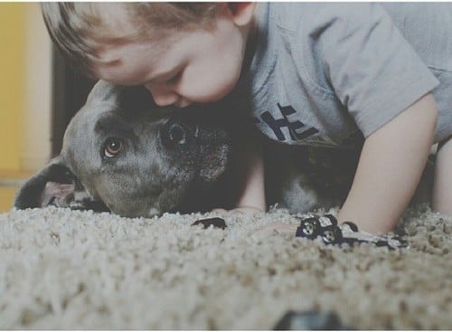 Perro Pitbull negro con un niño pequeño 
