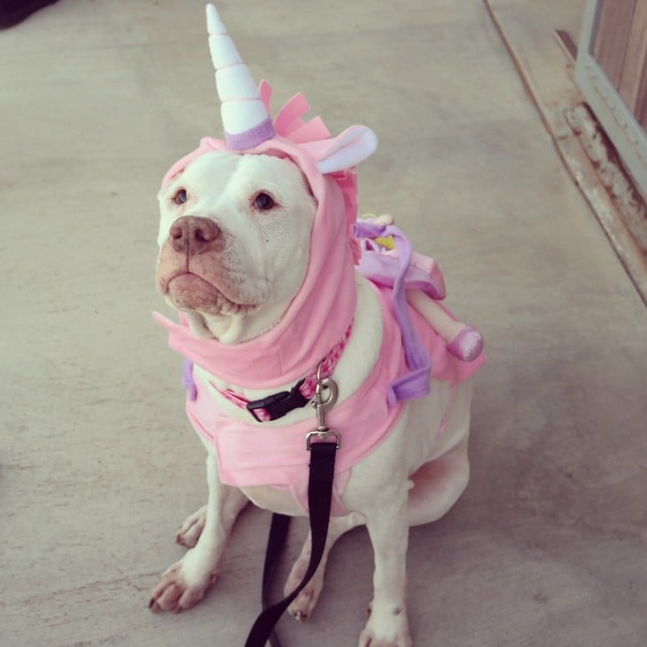 Perro pitbull disfrazado de unicornio 