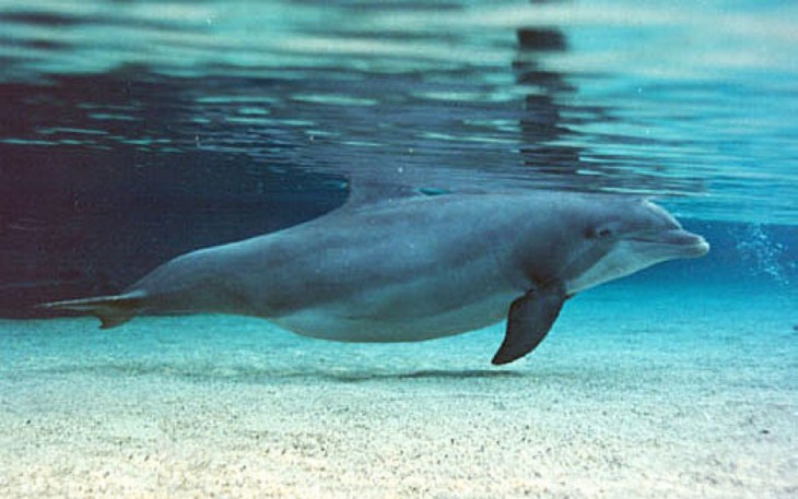 Delfín embarazado