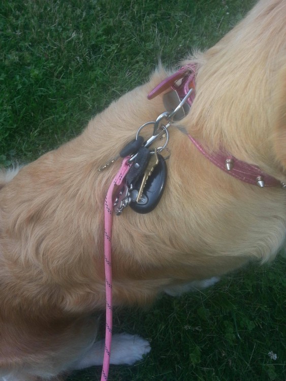 perro con llaves en el collar