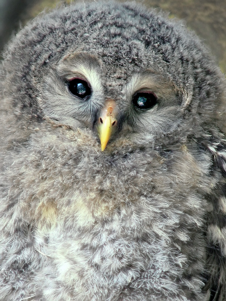 30 mejores fotos de buhos y lechuzas