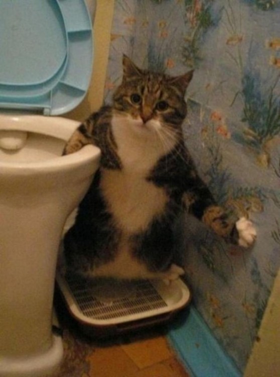 gato sentado con una pata en el toilet