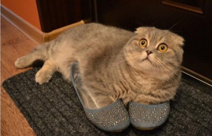 gato gris usando pantuflas