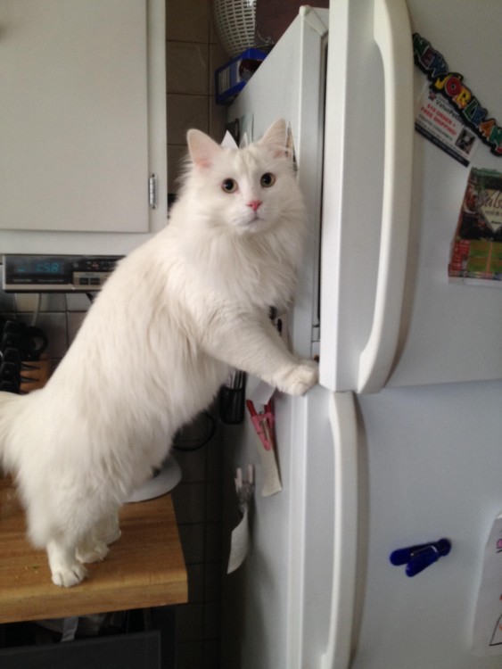 gato blanco abriendo la heladera