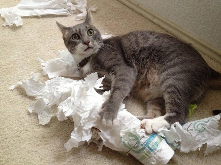 gato gris rompiendo papel