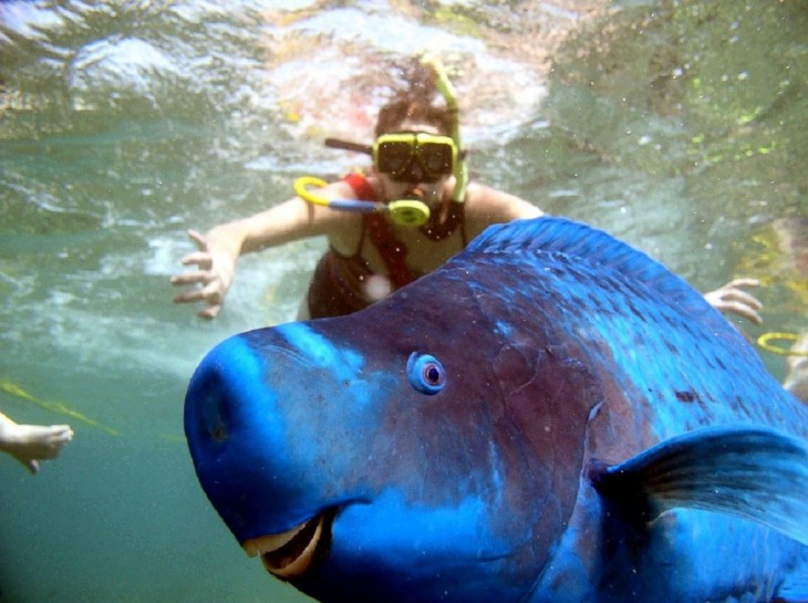 pez azul con buceadora