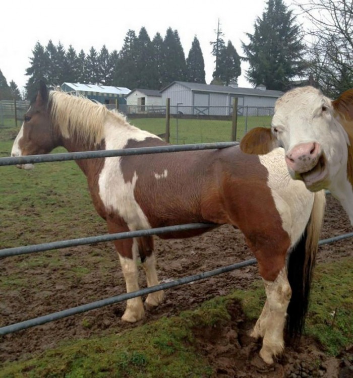 [Imagen: Animales-haciendo-photobomb-23-700x750.jpg]