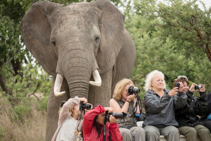 elefante aparece por atras de los turistas