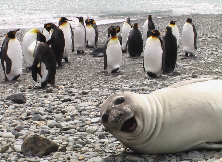 foca con pinguinos en el artico