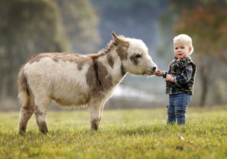 Niño frente a un burro miniatura 