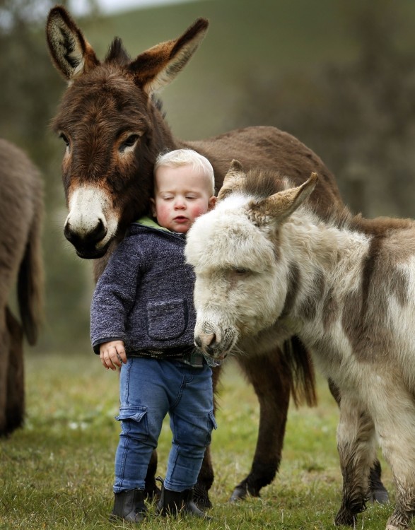 Niño en medio de dos burros miniatura 