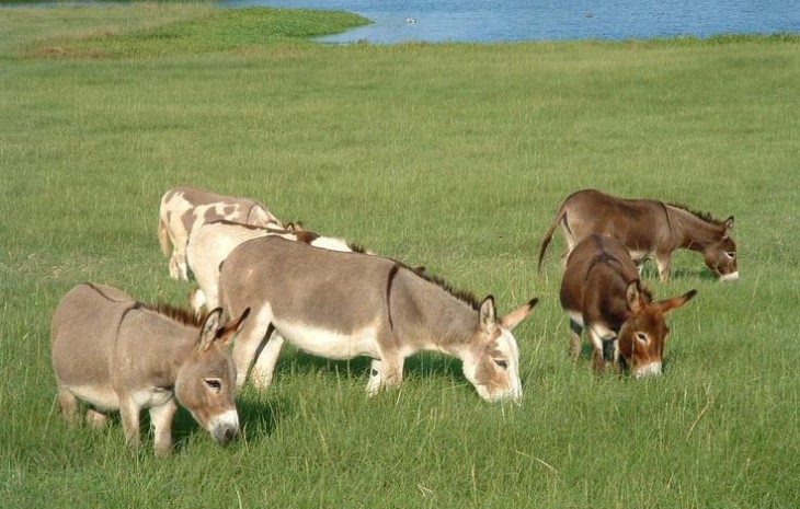 Manada de burros miniatura 