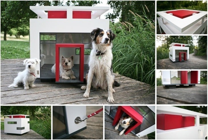 casa en forma de cubo para perro con ventanas