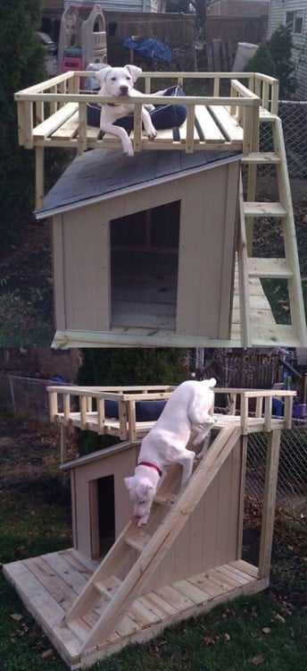 casa para perro de dos pisos con escalera