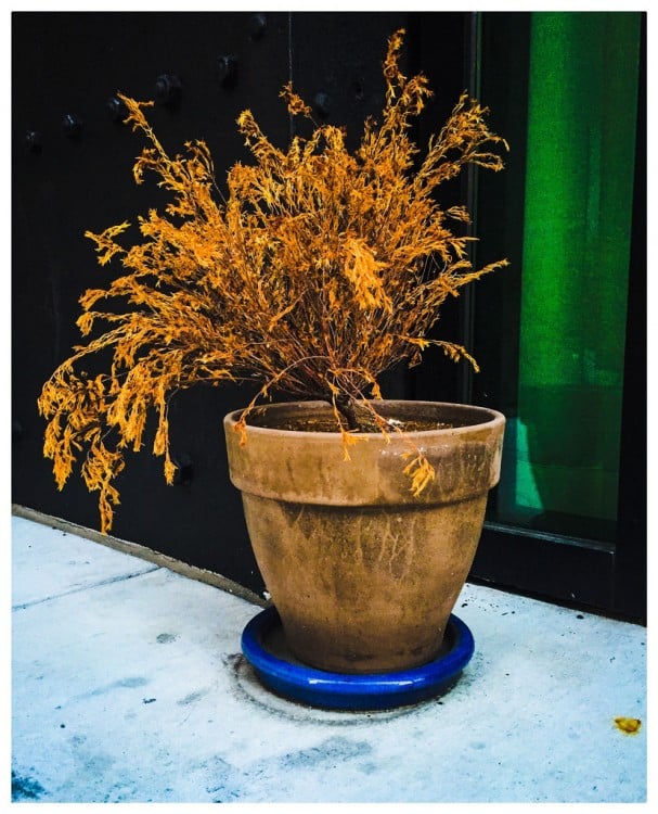 planta seca en maceta