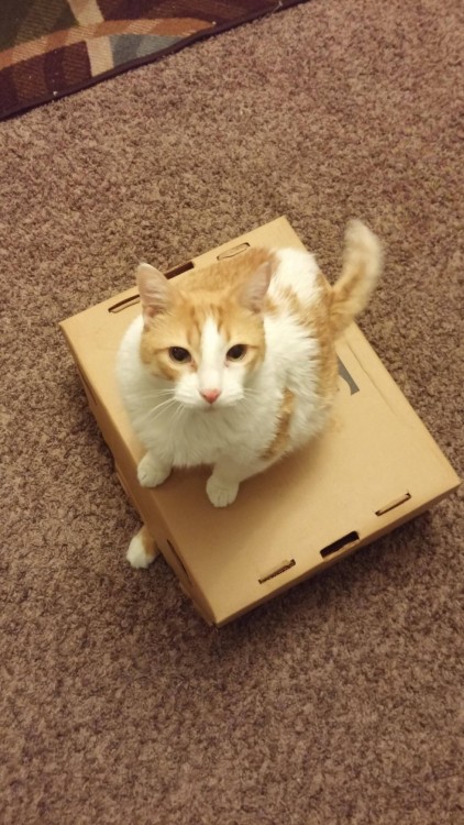 gato arriba de caja tiene atrapado al otro