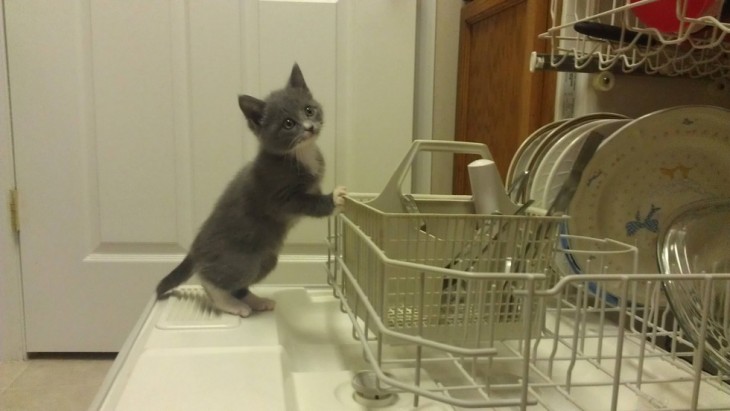 gato haciendo travesuras en la cocina