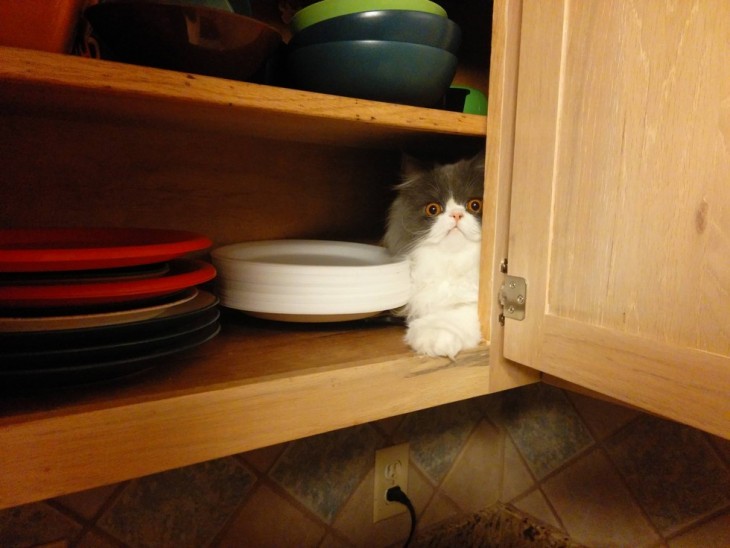 gato escondido en la alacena de la cocina sobre los platros