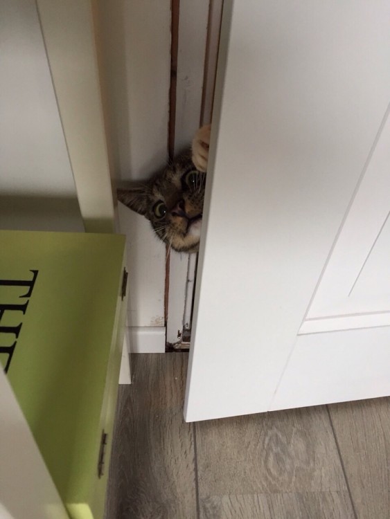 gato queriendo entrar con la cara de asustado