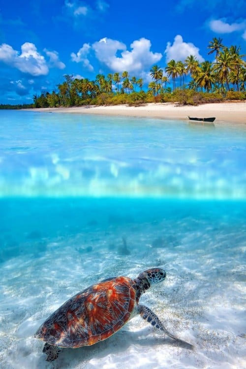 tortuga en la isla 
