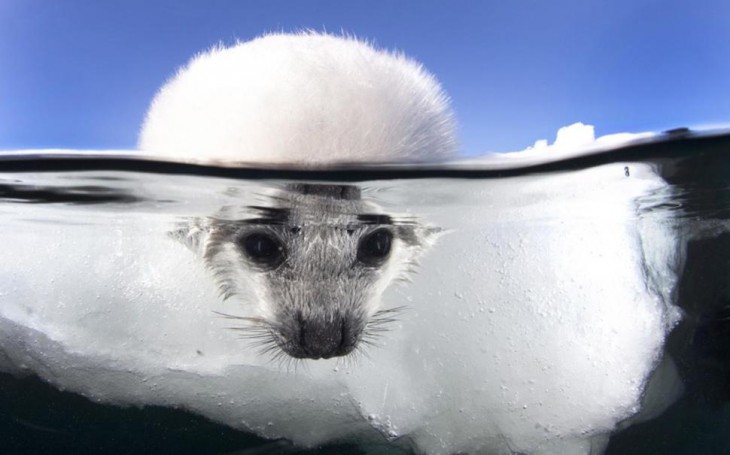 foca con al cabeza en el agua
