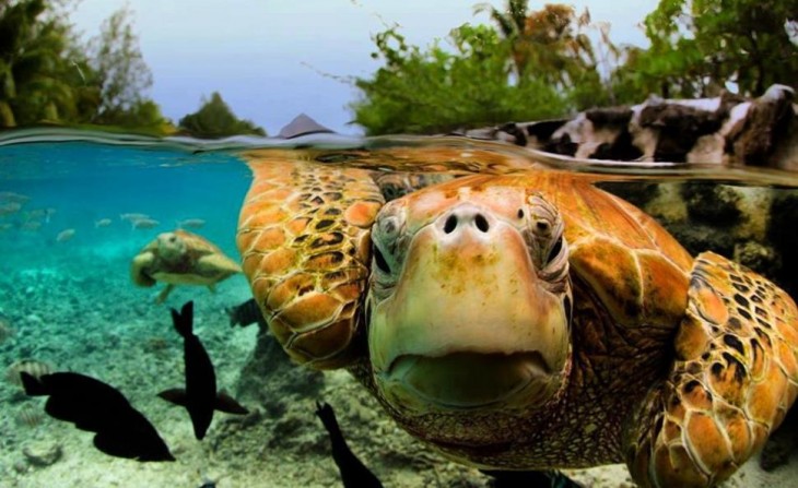 tortuga nadando en aguas cristalina