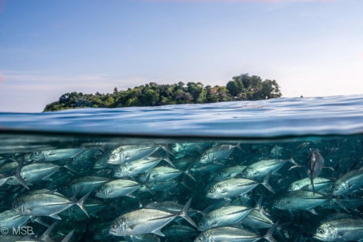 esceula de peces nadando al lado de isla