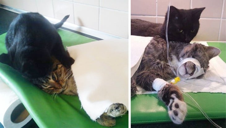 el gato enfermero le da masajes a otro gatito y lo abraza